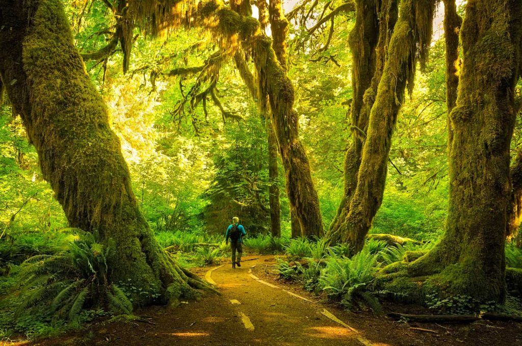 19 Best Hikes in Olympic National Park For 2023